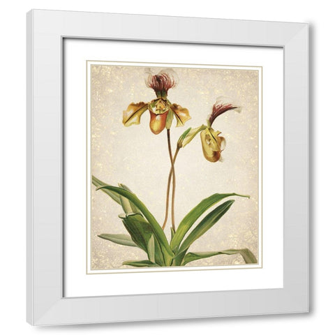 Orchids  1 White Modern Wood Framed Art Print with Double Matting by Kimberly, Allen