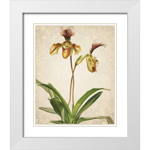 Orchids  1 White Modern Wood Framed Art Print with Double Matting by Kimberly, Allen