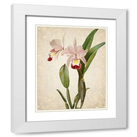 Orchids  2 White Modern Wood Framed Art Print with Double Matting by Kimberly, Allen