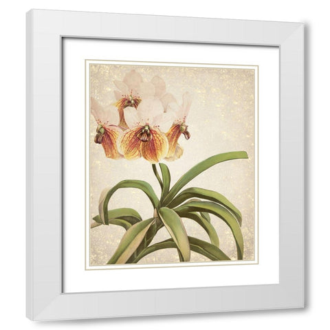 Orchids 3 White Modern Wood Framed Art Print with Double Matting by Kimberly, Allen