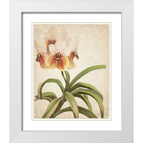 Orchids 3 White Modern Wood Framed Art Print with Double Matting by Kimberly, Allen