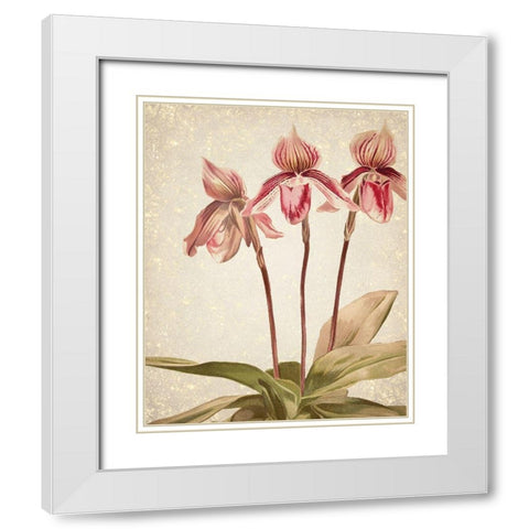 Orchids 4 White Modern Wood Framed Art Print with Double Matting by Kimberly, Allen