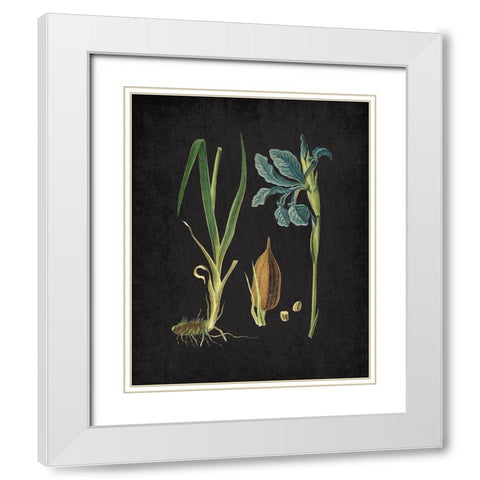 Blue Iris 1 White Modern Wood Framed Art Print with Double Matting by Kimberly, Allen