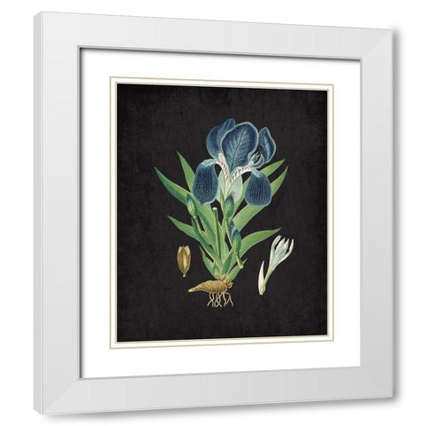 Blue Iris 3 White Modern Wood Framed Art Print with Double Matting by Kimberly, Allen