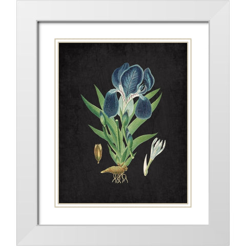 Blue Iris 3 White Modern Wood Framed Art Print with Double Matting by Kimberly, Allen