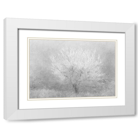 Silver Dreaming Tree White Modern Wood Framed Art Print with Double Matting by Kimberly, Allen