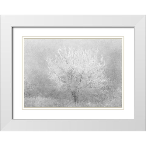 Silver Dreaming Tree White Modern Wood Framed Art Print with Double Matting by Kimberly, Allen