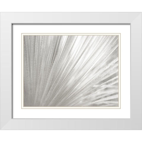 Silver Wash Succulent White Modern Wood Framed Art Print with Double Matting by Kimberly, Allen