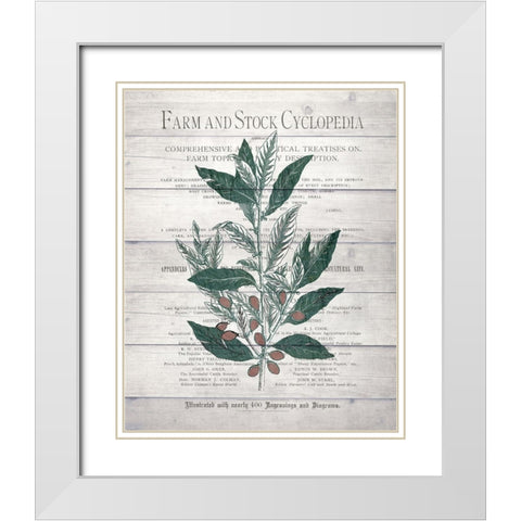 Botanical A v2 White Modern Wood Framed Art Print with Double Matting by Kimberly, Allen
