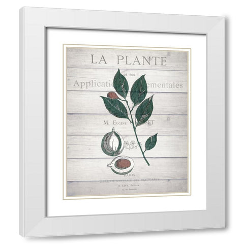Botanical C v2 White Modern Wood Framed Art Print with Double Matting by Kimberly, Allen