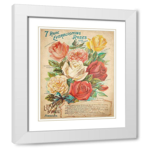 Everblooming Roses White Modern Wood Framed Art Print with Double Matting by Kimberly, Allen