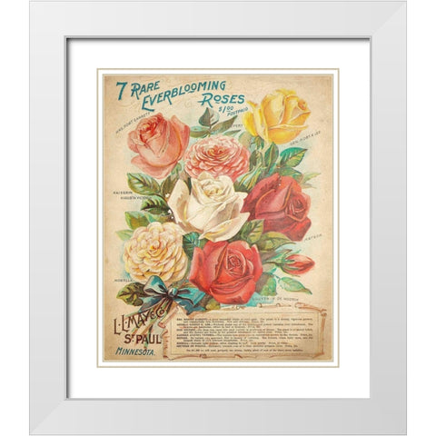 Everblooming Roses White Modern Wood Framed Art Print with Double Matting by Kimberly, Allen