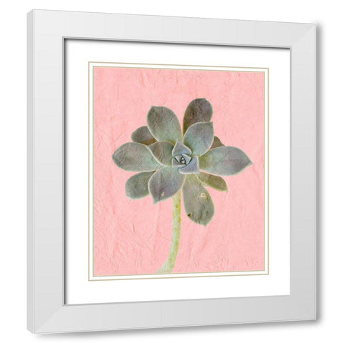 On Pink B White Modern Wood Framed Art Print with Double Matting by Kimberly, Allen