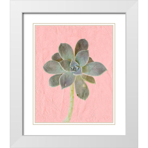 On Pink B White Modern Wood Framed Art Print with Double Matting by Kimberly, Allen