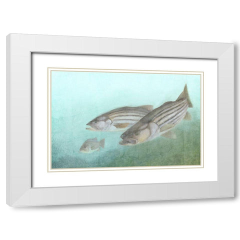 Fish Family White Modern Wood Framed Art Print with Double Matting by Kimberly, Allen