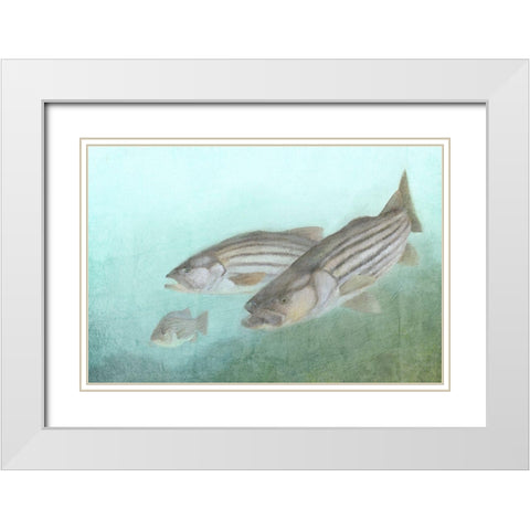 Fish Family White Modern Wood Framed Art Print with Double Matting by Kimberly, Allen