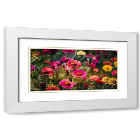 Zinnias in Bloom White Modern Wood Framed Art Print with Double Matting by Kimberly, Allen