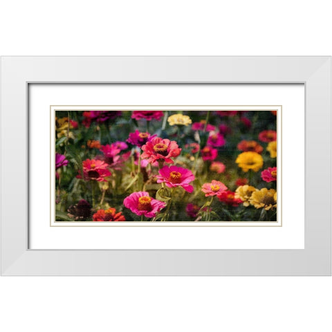 Zinnias in Bloom White Modern Wood Framed Art Print with Double Matting by Kimberly, Allen