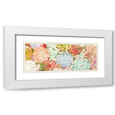 Colorful Succulents 1 White Modern Wood Framed Art Print with Double Matting by Kimberly, Allen