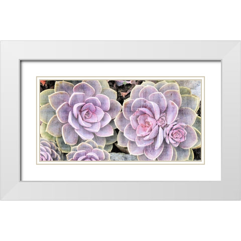 Succulents White Modern Wood Framed Art Print with Double Matting by Allen, Kimberly