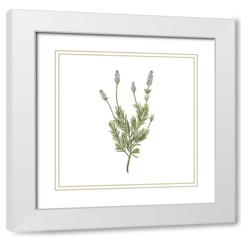 Herbs square 1 White Modern Wood Framed Art Print with Double Matting by Kimberly, Allen