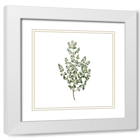 Herbs square 2 White Modern Wood Framed Art Print with Double Matting by Kimberly, Allen