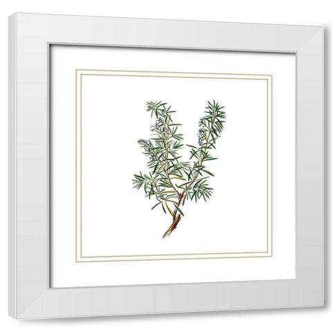 Herbs square 3 White Modern Wood Framed Art Print with Double Matting by Kimberly, Allen