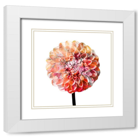 Painted Dahlia 2 White Modern Wood Framed Art Print with Double Matting by Kimberly, Allen