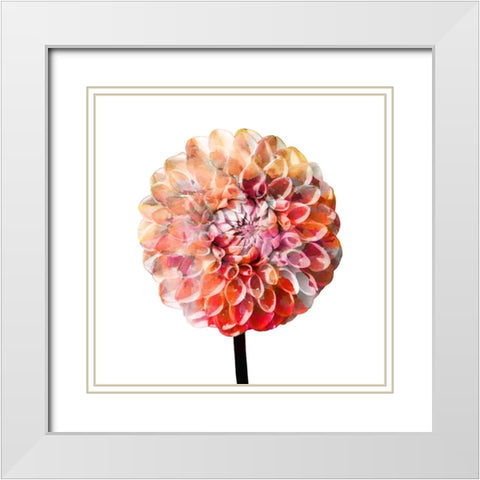 Painted Dahlia 2 White Modern Wood Framed Art Print with Double Matting by Kimberly, Allen