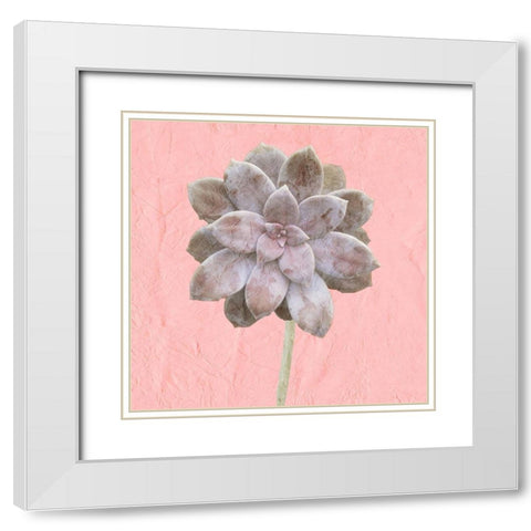 Succulent Pink White Modern Wood Framed Art Print with Double Matting by Kimberly, Allen