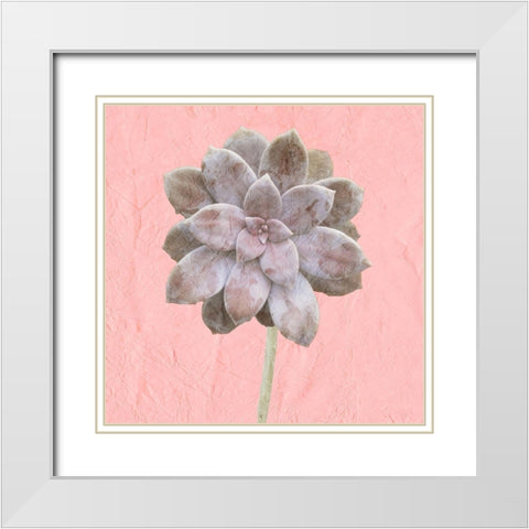 Succulent Pink White Modern Wood Framed Art Print with Double Matting by Kimberly, Allen