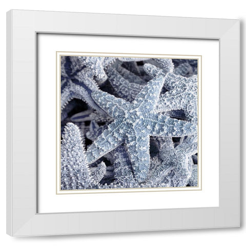 Starfish Beach 2 V3 White Modern Wood Framed Art Print with Double Matting by Allen, Kimberly