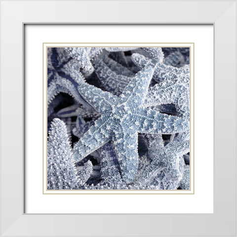 Starfish Beach 2 V3 White Modern Wood Framed Art Print with Double Matting by Allen, Kimberly