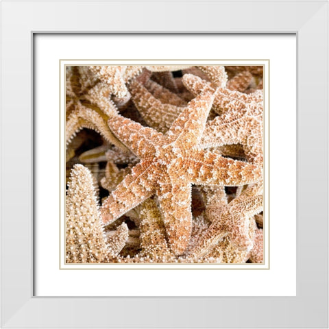 Starfish Beach 2 v2 White Modern Wood Framed Art Print with Double Matting by Kimberly, Allen