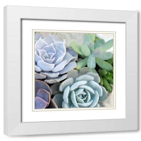 Succulent Garden 2 White Modern Wood Framed Art Print with Double Matting by Kimberly, Allen