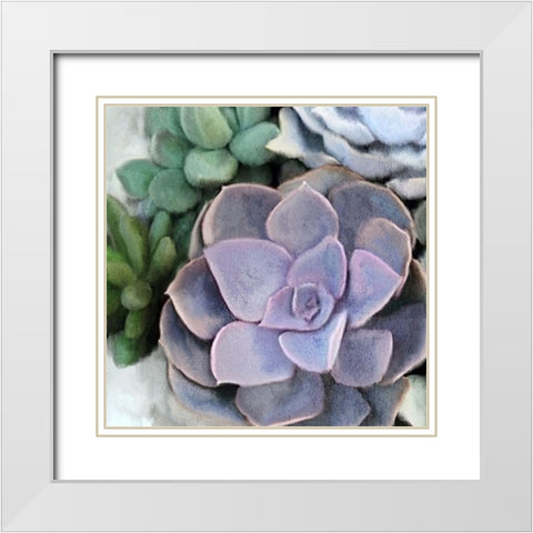 Succulent Garden 3 White Modern Wood Framed Art Print with Double Matting by Kimberly, Allen
