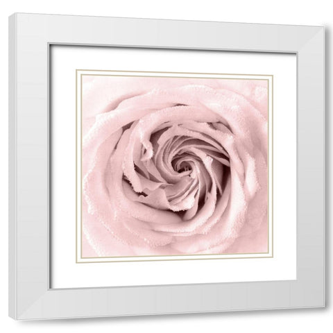 Rose Center 1 White Modern Wood Framed Art Print with Double Matting by Kimberly, Allen