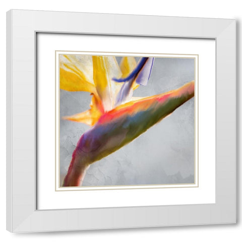 Strelitzia 1 White Modern Wood Framed Art Print with Double Matting by Kimberly, Allen