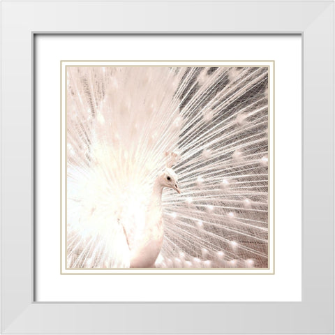 White Peacock White Modern Wood Framed Art Print with Double Matting by Kimberly, Allen