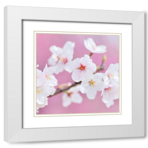 Blossoms Paris 3 White Modern Wood Framed Art Print with Double Matting by Kimberly, Allen
