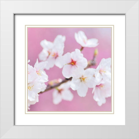 Blossoms Paris 3 White Modern Wood Framed Art Print with Double Matting by Kimberly, Allen