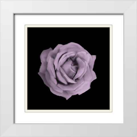 Perfume Roses 3 White Modern Wood Framed Art Print with Double Matting by Allen, Kimberly