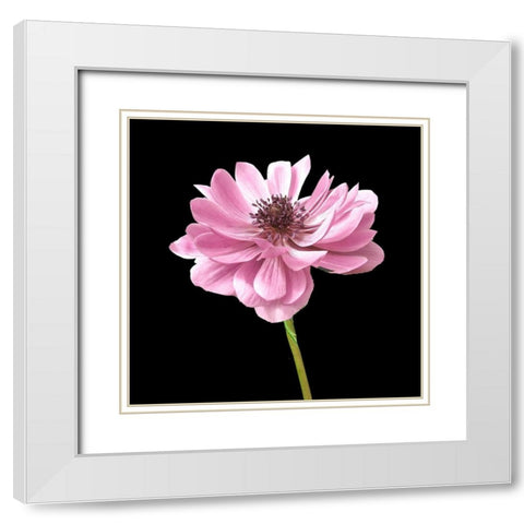 He Heals Blossoms 2 White Modern Wood Framed Art Print with Double Matting by Allen, Kimberly