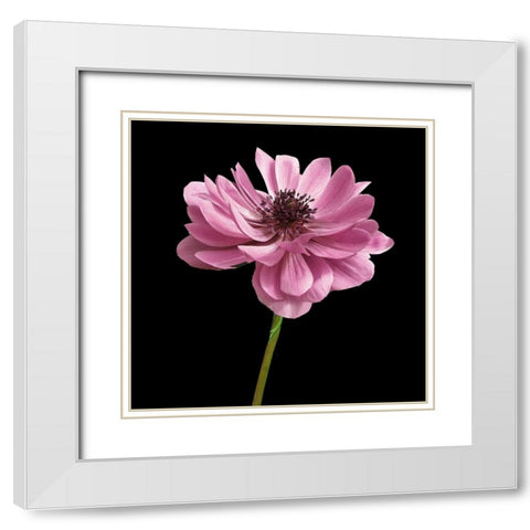 Pink Paris 2 White Modern Wood Framed Art Print with Double Matting by Allen, Kimberly