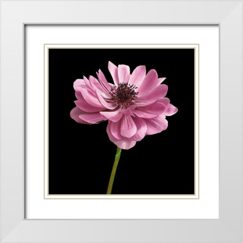 Pink Paris 2 White Modern Wood Framed Art Print with Double Matting by Allen, Kimberly