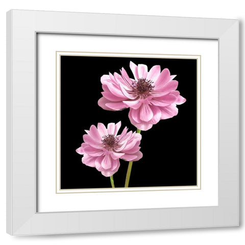 He Heals Blossoms 3 White Modern Wood Framed Art Print with Double Matting by Allen, Kimberly