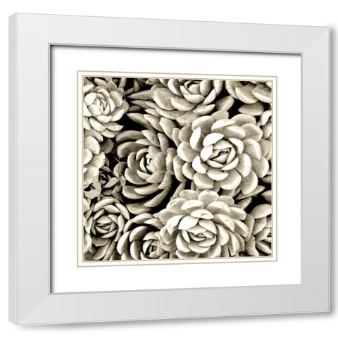 Succulent Mono White Modern Wood Framed Art Print with Double Matting by Allen, Kimberly