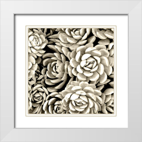 Succulent Mono White Modern Wood Framed Art Print with Double Matting by Allen, Kimberly