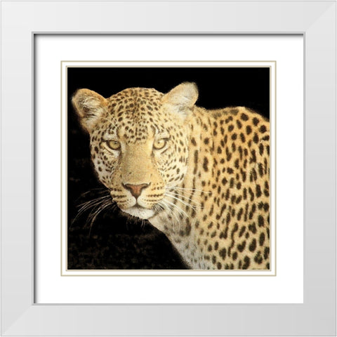 Refuge Leopard 2 V2 White Modern Wood Framed Art Print with Double Matting by Allen, Kimberly