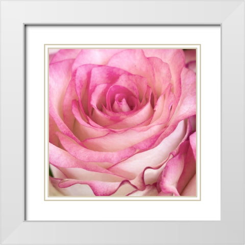 Strength Rose 3 White Modern Wood Framed Art Print with Double Matting by Allen, Kimberly